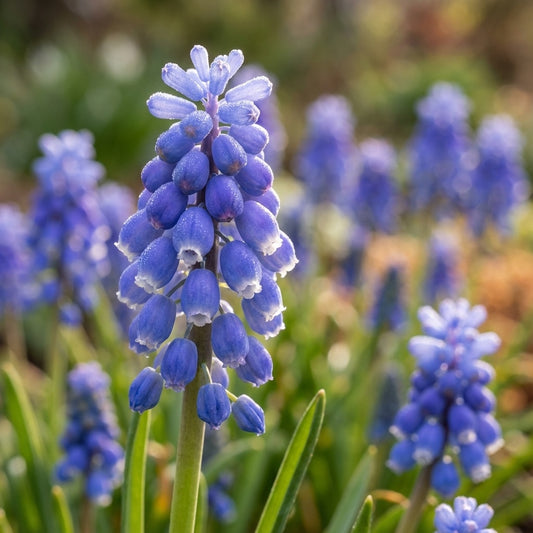 Traubenhyazinthe 'Atlantic Armeniacum' - 100 Stück