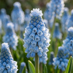 Traubenhyazinthe 'Azureum Blau' - 100 Stück - LumiBlumi