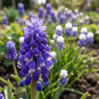 Traubenhyazinthe 'Azureum Blau' - 100 Stück - LumiBlumi