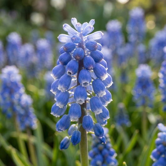Traubenhyazinthe 'Blue Magic Aucheri' - 100 Stück