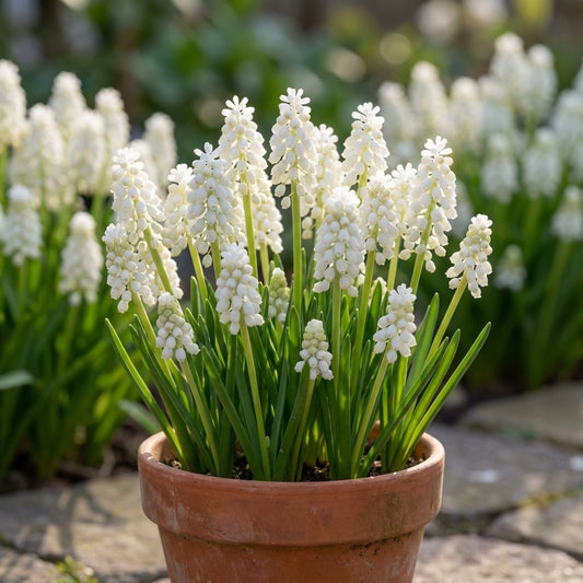 Traubenhyazinthe 'Botryoides Album' - 30 Stück
