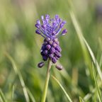 Traubenhyazinthe 'Comosum' - 100 Stück - LumiBlumi