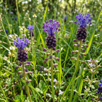 Traubenhyazinthe 'Comosum' - 100 Stück - LumiBlumi