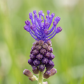 Traubenhyazinthe 'Comosum' - 100 Stück - LumiBlumi