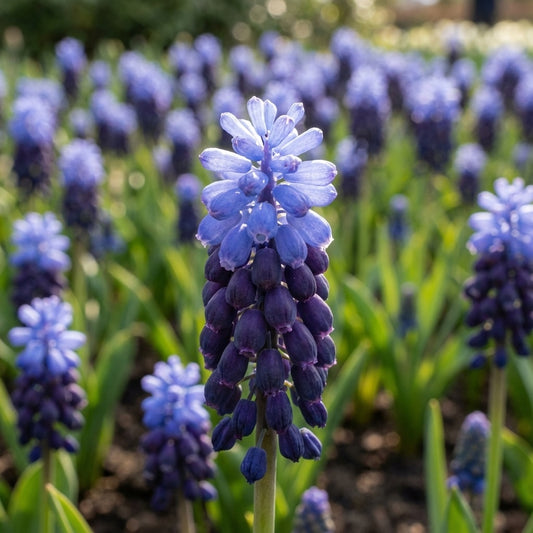 Traubenhyazinthe 'Latifolium' - 100 Stück