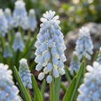 Traubenhyazinthe 'Peppermint Armeniacum' - 25 Stück - LumiBlumi