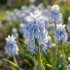 Traubenhyazinthe 'Peppermint Armeniacum' - 25 Stück - LumiBlumi