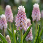 Traubenhyazinthe 'Pink Sunrise' - 16 Stück - LumiBlumi