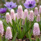 Traubenhyazinthe 'Pink Sunrise' - 16 Stück - LumiBlumi