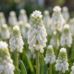 Traubenhyazinthe 'Siberian Tiger' - 100 Stück - LumiBlumi