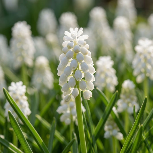 Traubenhyazinthe 'Siberian Tiger' - 100 Stück