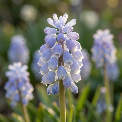 Traubenhyazinthe 'Valerie Finnis' - 50 Stück - LumiBlumi