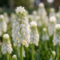 Traubenhyazinthe 'White Pearl' - 100 Stück - LumiBlumi