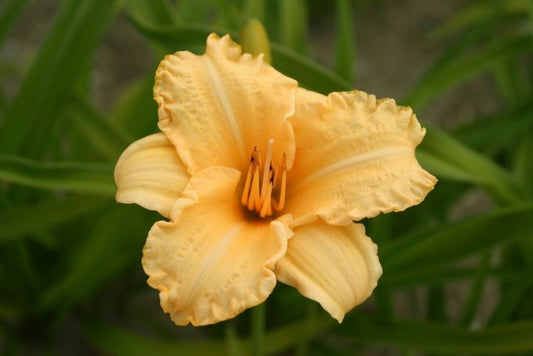 Taglilien Hemerocallis naomi ruth