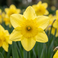 Narcissus 'Barenwyn' - Narzisse