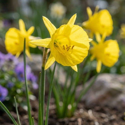 Narzisse 'Golden Bells Bulbocodium' - 50 Stück - LumiBlumi
