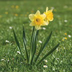 Narcissus 'Carlton' - Narzisse