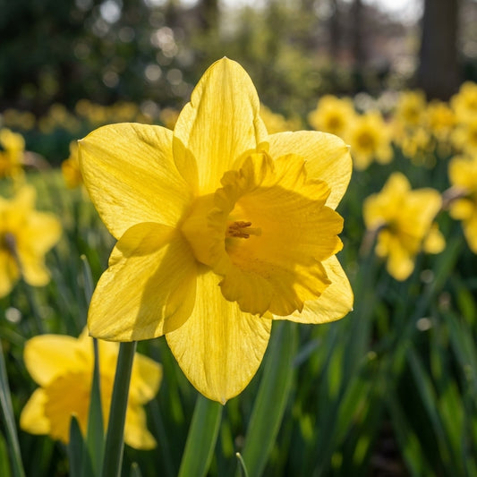 Narzisse 'Dutch Master' - 25 Stück