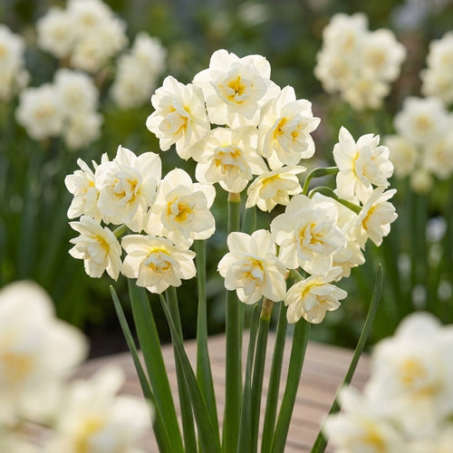 Narzisse 'Erlicheer' - 25 Stück - LumiBlumi