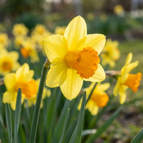 Narzisse 'February Fortune' - 100 Stück - LumiBlumi