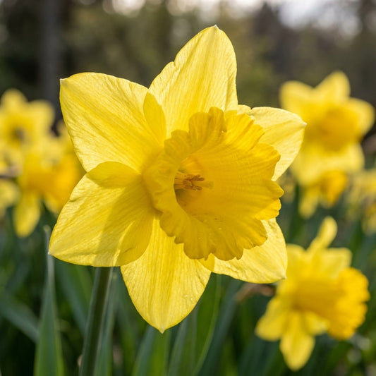 Narzisse 'Gigantic Star' - 20 Stück