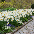 Narcissus 'Goose Green' - Narzisse