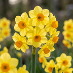 Narzisse 'Grand Soleil D'Or' - 25 Stück