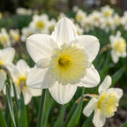 Narzisse 'Ice Follies' - 15 Stück - LumiBlumi