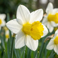 Narzisse 'January Silver Melyor' - 25 Stück - LumiBlumi