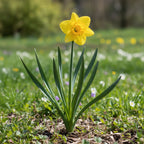Narzisse 'Lowen' - 100 Stück - LumiBlumi