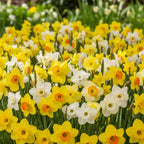 Narzissen Specie mixed - LumiBlumi
