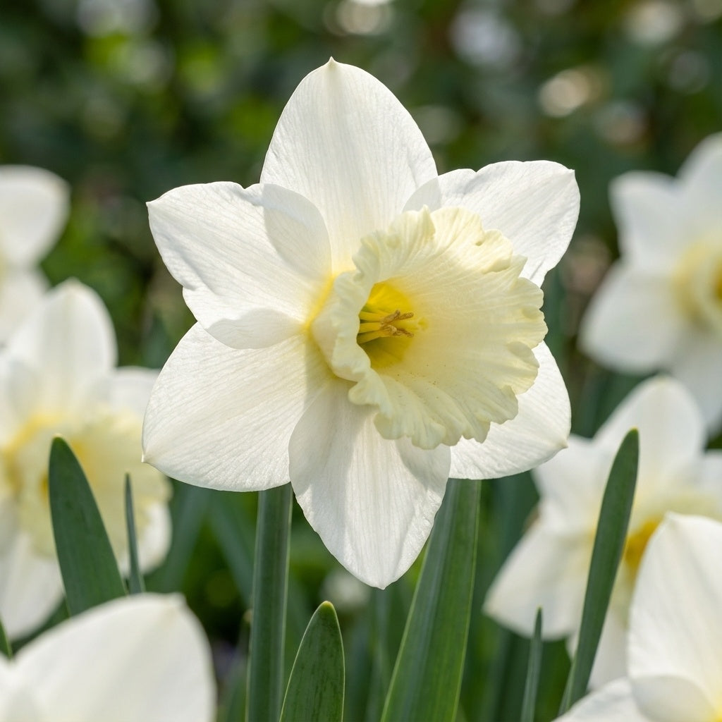 Narzisse 'Mount Hood' - 25 Stück - LumiBlumi