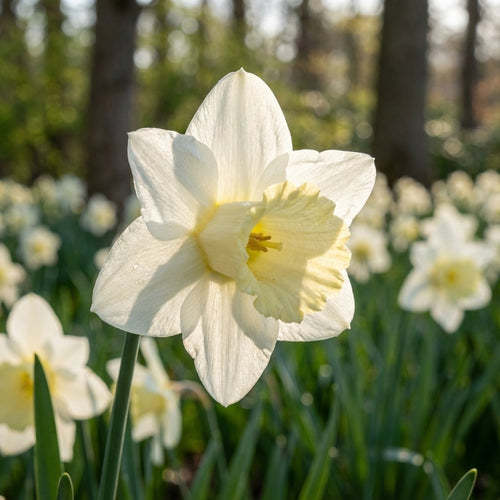Narzisse 'Mount Hood' - 25 Stück - LumiBlumi