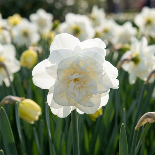 Narzisse 'Obdam' - 15 Stück