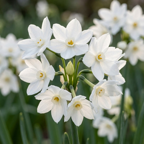 Narzisse 'Paperwhite Ziva' - 20 Stück - LumiBlumi