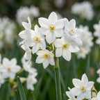 Narzisse 'Paperwhite Ziva' - 20 Stück - LumiBlumi