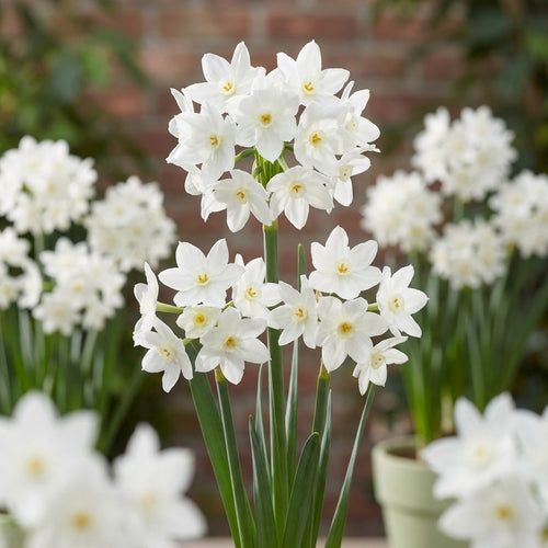 Narzisse 'Paperwhite Ziva' - 20 Stück - LumiBlumi