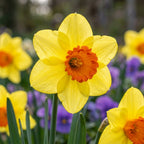 Narzisse 'Red Devon' - 25 Stück - LumiBlumi