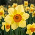 Narzisse 'Red Devon' - 25 Stück - LumiBlumi