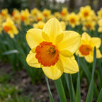 Narzisse 'Red Devon' - 25 Stück - LumiBlumi