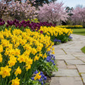Narcissus 'Saint Keverne' - Narzisse - LumiBlumi