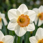 Narzisse 'Salome' - 15 Stück - LumiBlumi