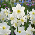 Narzisse 'Silver Chimes' - 20 Stück - LumiBlumi