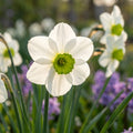 Narzisse 'Sinopel' - 4 Stück - LumiBlumi