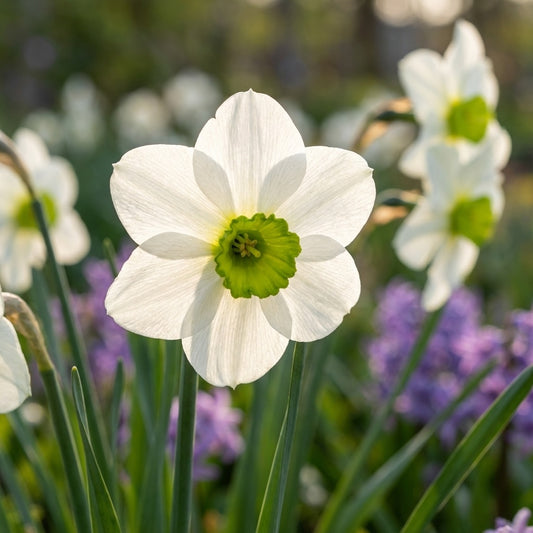Narzisse 'Sinopel' - 4 Stück