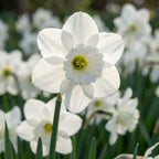 Narcissus 'Stainless' - Narzisse