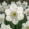 Narcissus 'Stainless' - Narzisse
