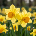 Narzisse 'Tete A Tete' - 50 Stück - LumiBlumi
