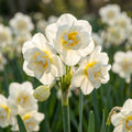 Narzisse 'The Bride' - 25 Stück - LumiBlumi