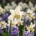 Narzisse 'Toto' - 25 Stück - LumiBlumi